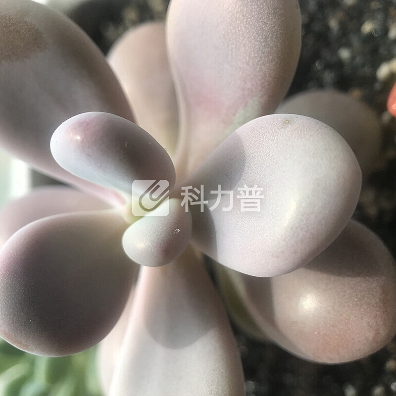 KAPKUR 京东自营 KAPKUR18倍手机微距镜头苹果华为小米手机外置拍照镜头 拍摄珠宝古玩奢侈品鉴定出游旅行 2-6cm 近距离成像